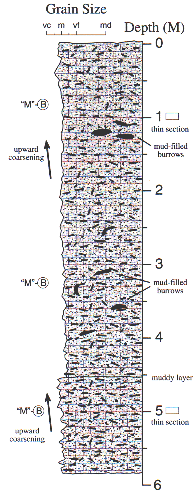 Labelled sketch of core showing bedding and other features