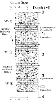 Labelled sketch of core showing bedding and other features