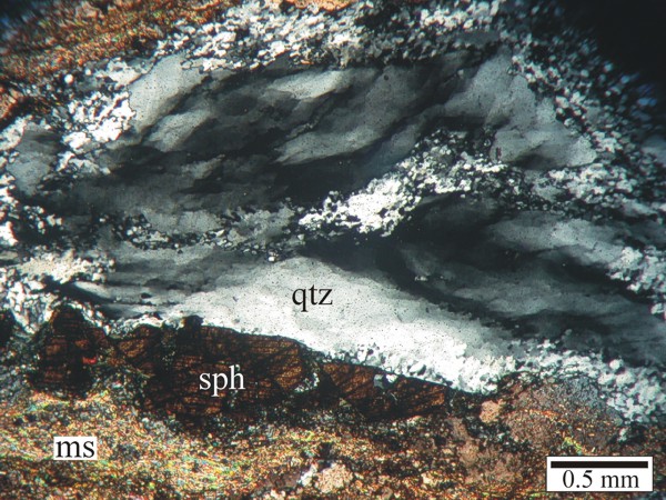 Undulatory quartz showing partial recrystallization and extensive subgrain development in mylonite. Sphene grain is extensively fractured and embayed. Muscovite occurs as a fine crystal mesh.