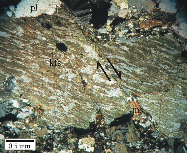 A large K-feldspar porphyroclast in a mylonite of syenitic composition (no quartz) shows evidence of movement on a fine fracture. Note the growth of finer grains of plagioclase and microcrystalline muscovite in the shadows of the faulted porphyroclast. K-feldspar has been stained green, and Na-rich string perthite appears gray.
