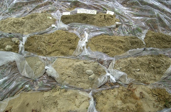 Photograph shows core samples in plastic sleeves. The sediment in each sleeve represents 5 feet of section.