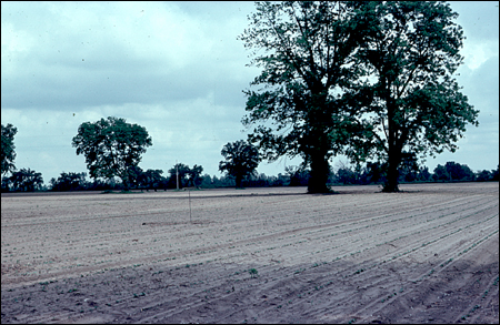 Area of New Madrid, Mo., where sand vented to the surface within the region of most severe liquefaction during the 1811-1812 earthquake