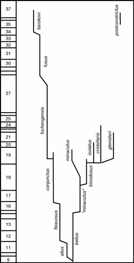 Interpretation of Streptognathodus conodont lineages from the GSSP of the Permian at Aidaralash Creek, Kazakhstan