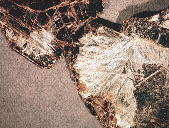 Figure 1. Richterite
fibers that grew in between the layers of vermiculite/hydrobiotite
