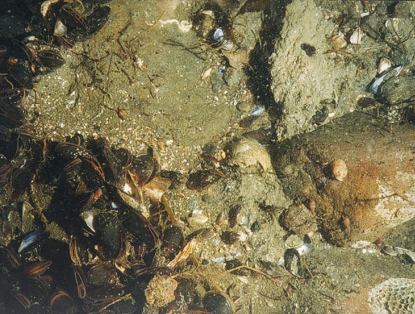 Bottom photograph showing an example of a sedimentary environment characterized by erosion or nondeposition.