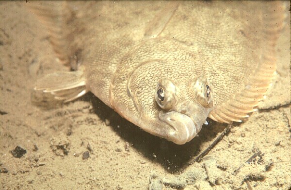 Bottom photograph with winter flounder.
