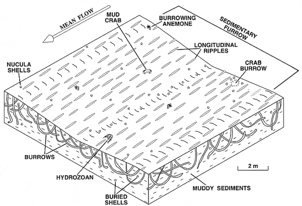 Perspective view of an idealized sedimentary furrow,