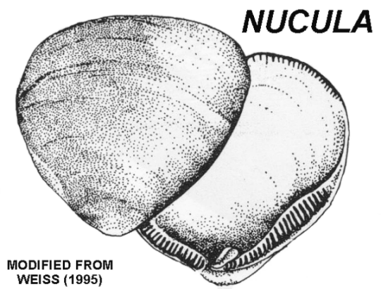 Nucula SPP, also known as Nutclams.