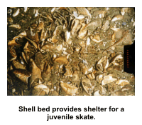 Shell bed provides shelter for juvenille skate.