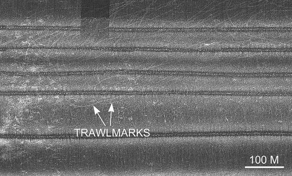 Detailed view of trawl marks in the sidescan sonar mosaic from the Branford study area.