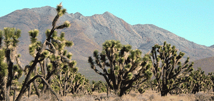 Joshua trees with a view of ancient carbonate rocks of the northern Ivanpah Mountains in the distance