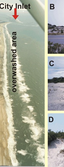 Figure 3. A) Northern Assateague Island showing an area that is low and overwashed (5 - very high vulnerability) B, C, and D) show dunes along Assateague Island.  Areas with a mature dune ridge were categorized as 4 - high vulnerability.