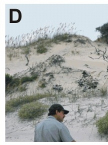 Figure 3D. High elevation foredune ridge, the dunes in this area are migrating into maritime forest.