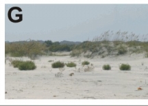 Figure 3G. Although the dunes are lower here than at location C and D they are more stable and continuous.