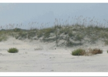 Figure 3G. Although the dunes are lower here than at location C and D they are more stable and continuous.