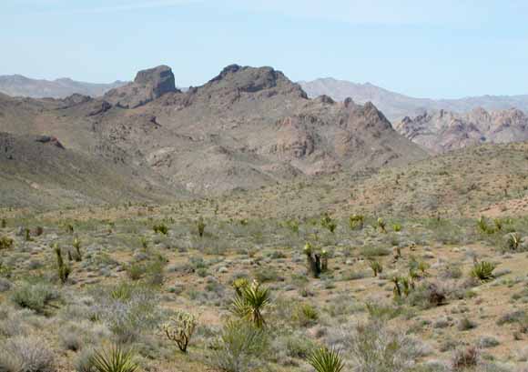 photo of mountains with cactus in foreground
