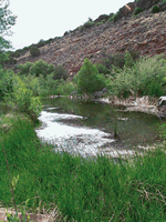 thumbnail of Figure 10. photo of King Spring in Hell Canyon.