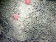 Sand, rippled (low and broad), fine gravel and heavy organics concentrated in the troughs, numerous burrows, starfish, crab, sand dollars and their tracks on ripple crests.