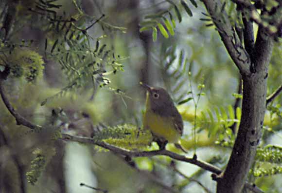 photo of small yellow-breasted bird in a tree