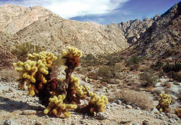 photo of desert scene with cactus in foreground