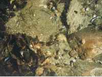 Figure 18. Bottom photograph showing an example of a sedimentary environment characterized by erosion or nondeposition.