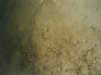 Figure 20 Bottom photograph showing an example of a sedimentary environment characterized by deposition