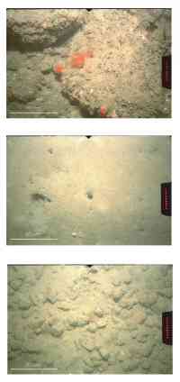 Figure 2.6d. Photograph of the sea floor to the northwest of the new ocean outfall in an old dumpsite area at a water depth of about 28 m. Figure 2.6ef.  Two photographs of the sea floor in a small local depression to the south of the new ocean outfall at a water depth of about 34 m. 
