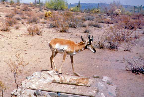 photo of a pronghorn walking in the foreground of a desert scene
