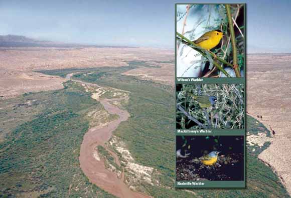 Photo of dry scenery, river running through it and an trio of insets of birds