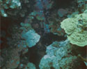 photo of a coral reef