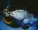 photo of a a scuba diver and a Grouper