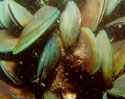 photo of Green Mussels