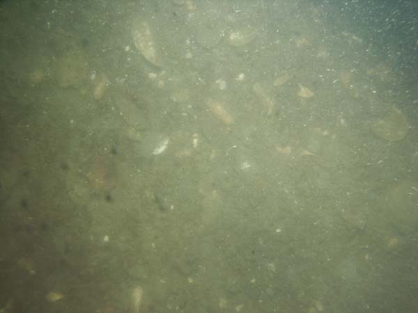 Image of sea bottom photo.