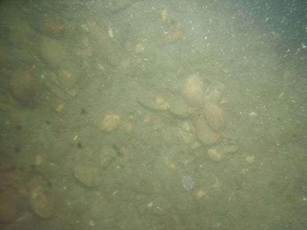 Image of sea bottom photo.