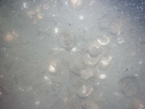 Image of sea bottom photo.