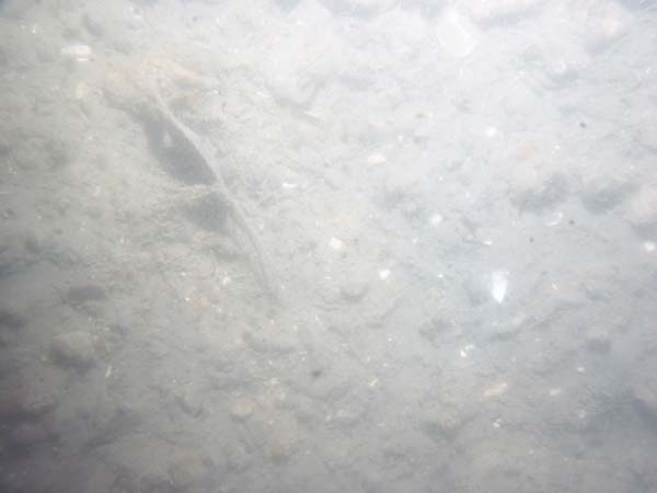 Image of sea bottom photo.