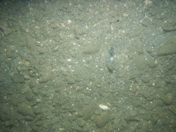 Image of sea bottom photo.