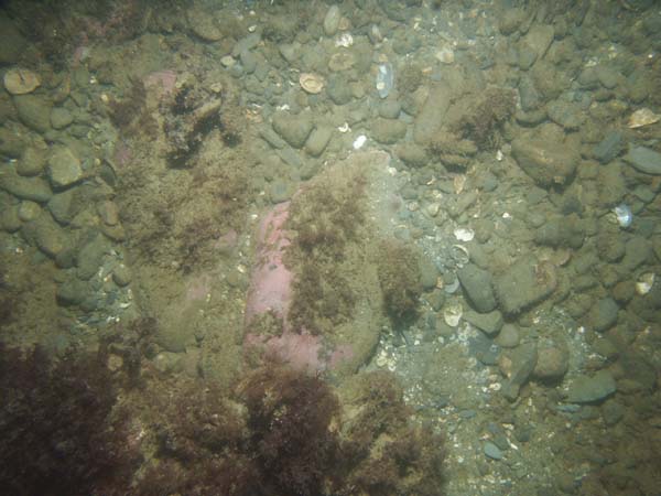 Image of sea bottom photo.