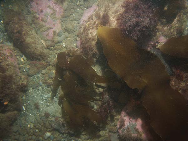 Image of sea bottom photo.