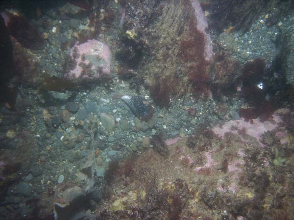 Image of sea bottom photo.