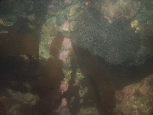 Image of sea bottom photo.