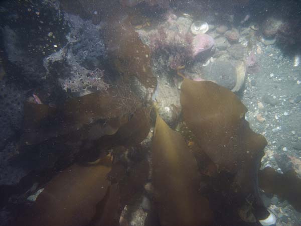 Image of sea bottom photo.