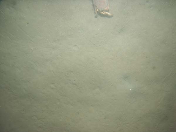 Image of sea bottom photo.