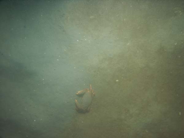 Image of sea bottom photo.