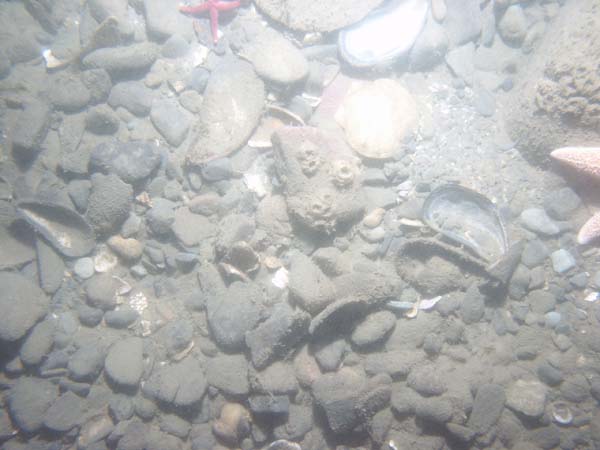 Image of sea bottom photo.