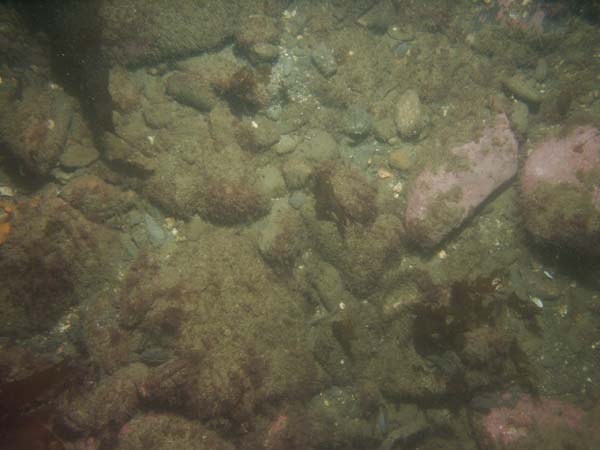 Image of sea bottom photo.