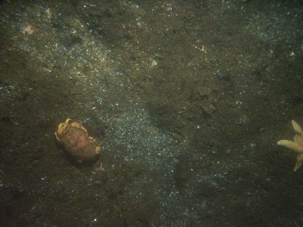 Image of sea bottom photo.