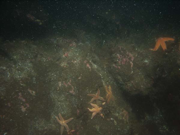 Image of sea bottom photo.