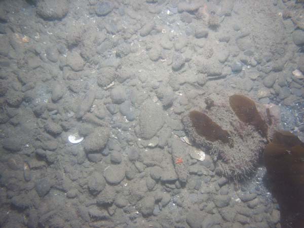 Image of sea bottom photo.