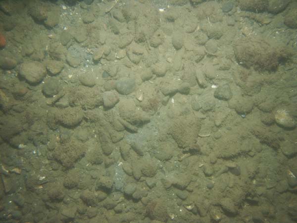 Image of sea bottom photo.